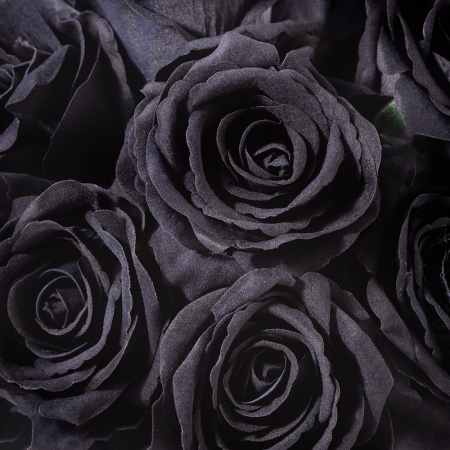 Dokonalá zamatová ruža LILI čierna. Cena je uvedená za 1 kus.