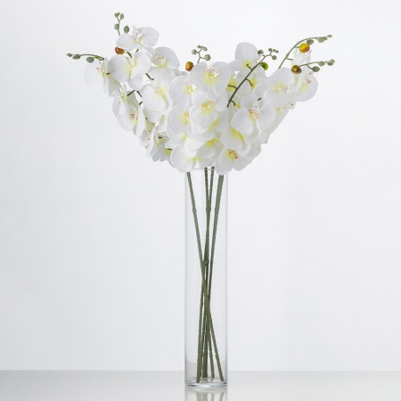 Exkluzívna orchidea BARBARA biela. Cena je uvedená za 1 kus.